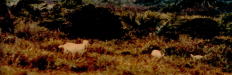 1979年調査で撮影されたヤギ